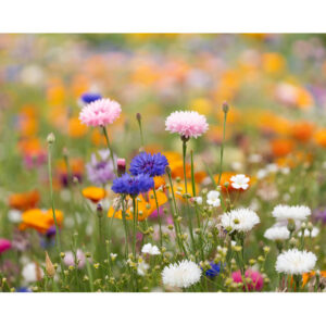 ASIDO Hoja A6 de papel con semillas - Imagen 3